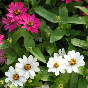 Zinnia flowers are my favorite and they love growing in my front yard.